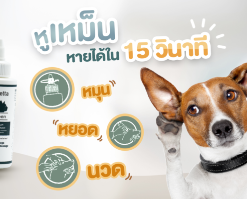 หูเหม็น_หายได้ใน_15_วินาที