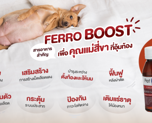 คุณแม่สี่ขา ตั้งท้อง
