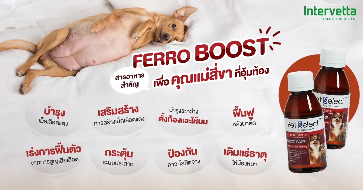 คุณแม่สี่ขา ตั้งท้อง