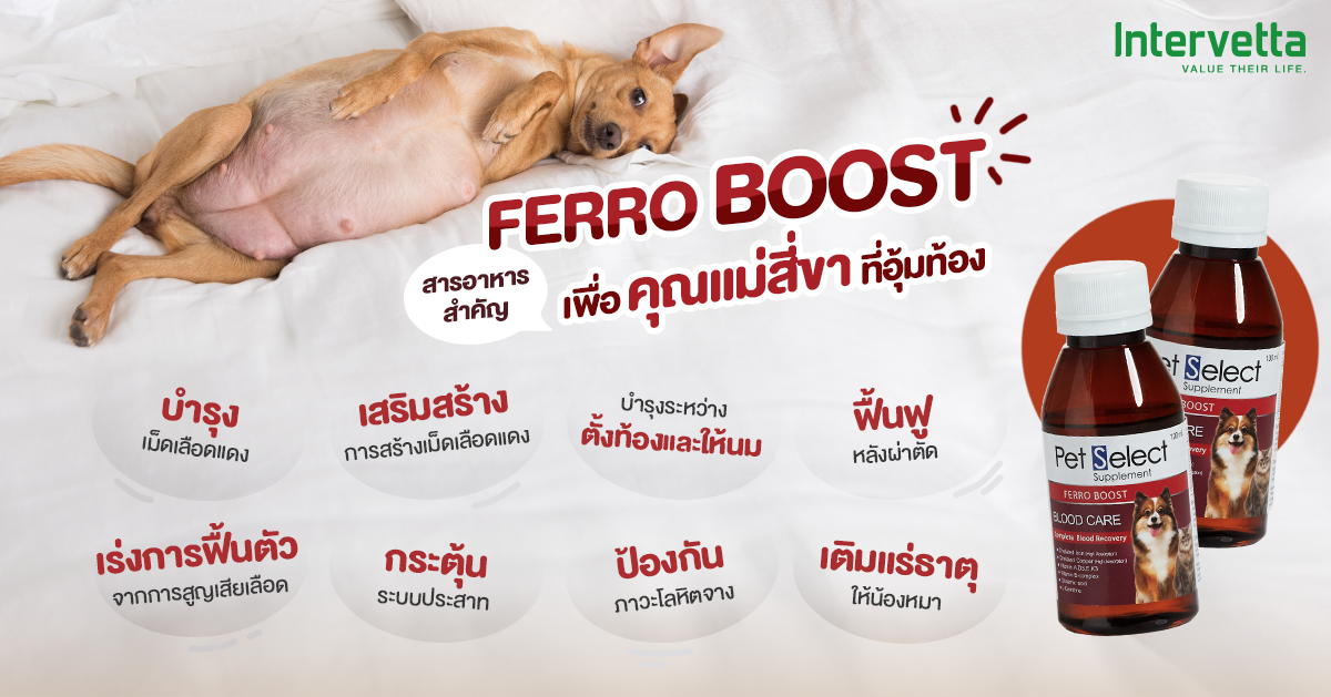 คุณแม่สี่ขา ตั้งท้อง