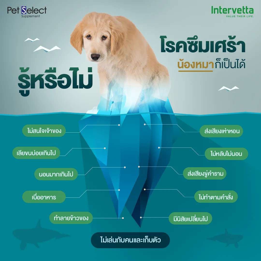 น้องหมาก็เป็นโรคซึมเศร้าได้