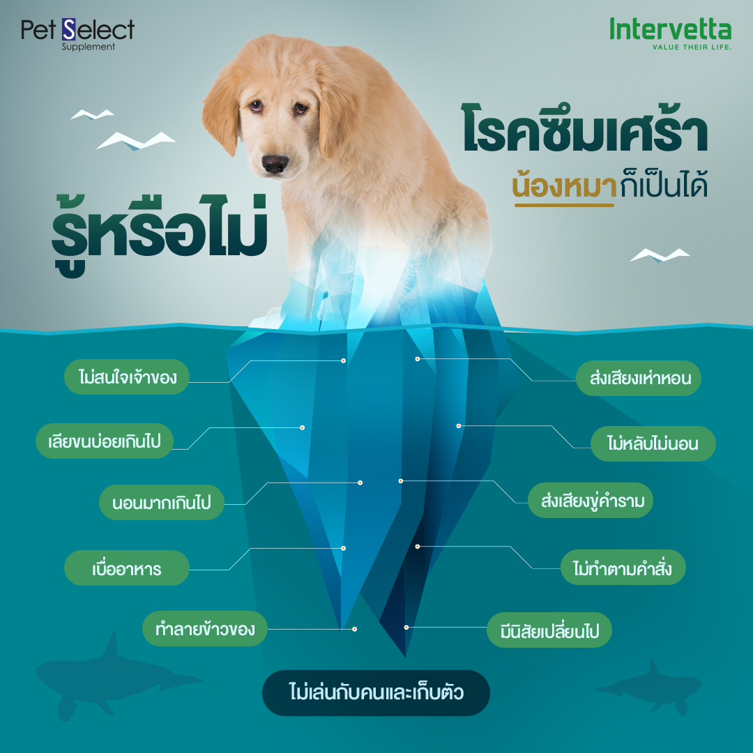 น้องหมาก็เป็นโรคซึมเศร้าได้