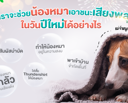 ช่วยน้องหมาให้หายตกใจจากเสียงพลุ