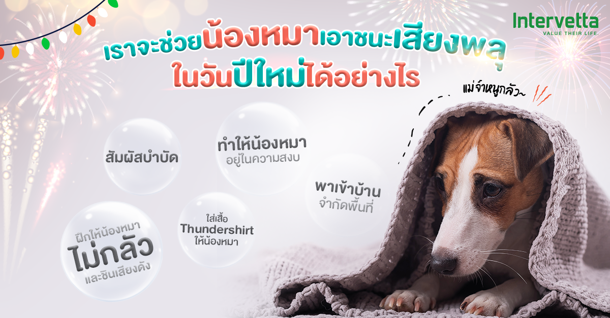 ช่วยน้องหมาให้หายตกใจจากเสียงพลุ