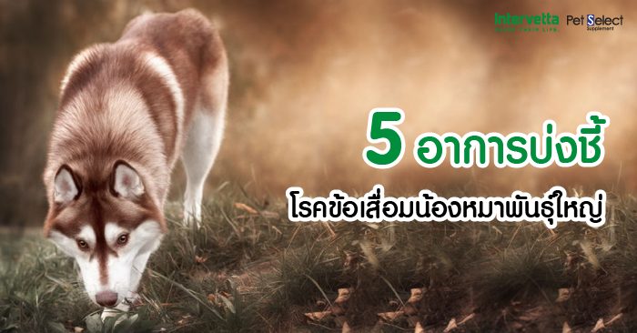 5 อาการบ่งชี้ ‘โรคข้อสะโพกเสื่อม’ ในน้องหมาพันธุ์ใหญ่