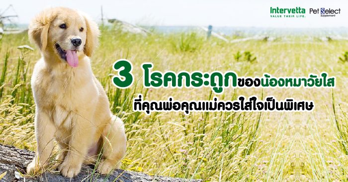 3 โรคกระดูกของน้องหมาวัยใส ที่คุณพ่อคุณแม่ควรใส่ใจเป็นพิเศษ