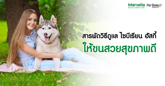 สารพัดวิธีดูแล ไซบีเรียน ฮัสกี้ ให้ขนสวยสุขภาพดี