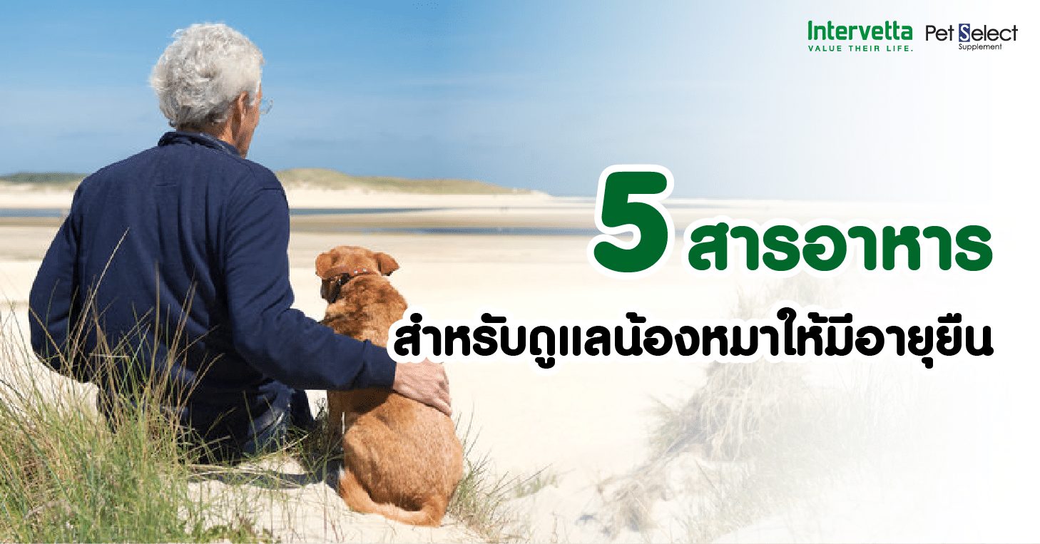 5 อาหาร สำหรับดูแลน้องหมาให้มีอายุยืน