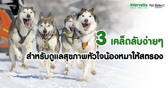 3 เคล็ดลับง่ายๆ สำหรับดูแลสุขภาพหัวใจน้องหมาให้สตรอง