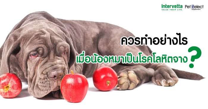 ควรทำอย่างไร เมื่อน้องหมาเป็นโรคโลหิตจาง?