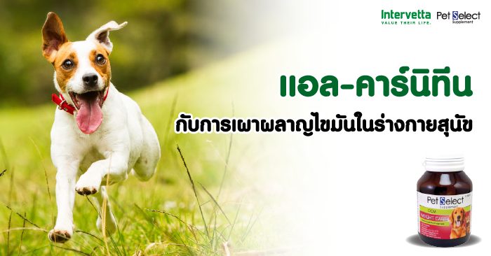 แอล-คาร์นิทีน กับการเผาผลาญไขมันในร่างกายสุนัข