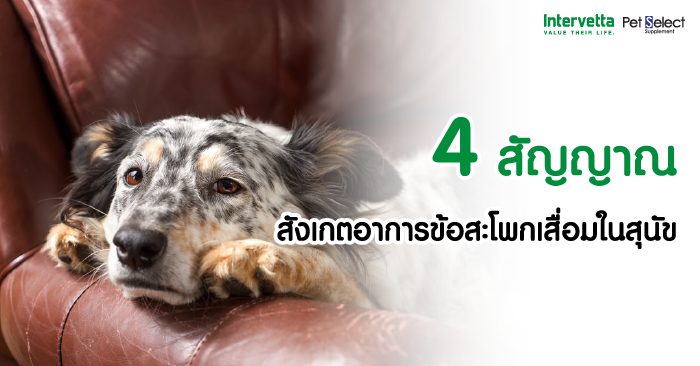 4 สัญญาณ สังเกตอาการข้อสะโพกเสื่อมในสุนัข