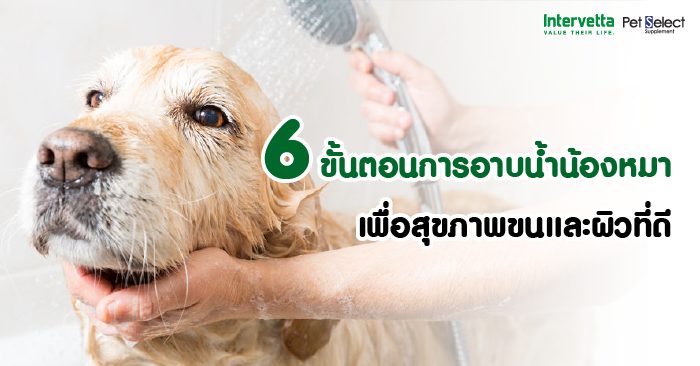 6 ขั้นตอนการอาบน้ำน้องหมา เพื่อสุขภาพขนและผิวที่ดี